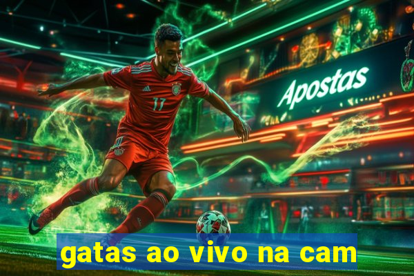 gatas ao vivo na cam